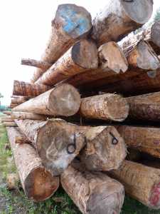 Produktpalette Saegewerk Harrer Holz in Ascholding